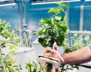 Scientists Fortify Apple Rootstocks Against Climate Crisis Impacts