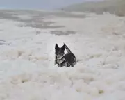 Sea Foam: Natural Phenomenon, Not Pollution, Around UK Coast