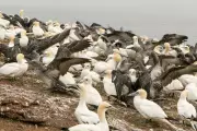 Sharp Drop in PFAS in Seabird Eggs Shows Regulation Success