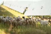 Solar Energy Helps US Farms Survive, But House Bill May Limit Access