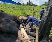 Sumatra's Elephants in Crisis: Habitat Loss Drives Critical Decline