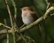 The Book of Birds Audiobook Review: A Lyrical Tribute to Threatened Species