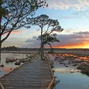 Thursley Common: Britain's Best Path an Hour from London