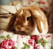 Tilly the Rabbit: How a Furry Menace Taught Us About Parenthood