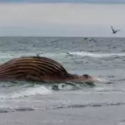 Timmy the Whale Carcass Risks Explosion After Failed £1.2M Rescue