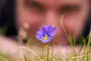 Toxic Beauty: Calaminarian Grasslands Born from Lead Mining Face Uncertain Future