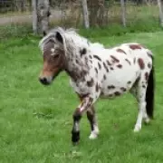 Two Rare Miniature Horses Stolen from Kent Farm in Overnight Theft