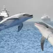 US Denies Iran Has Kamikaze Dolphins in Strait of Hormuz