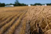US Farmers Face Severe Wheat Losses Due to Extreme Heat and Drought