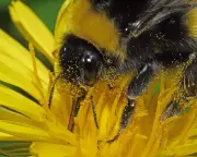 Violence, Precision, and Free Lunch: The Weird World of Pollination Explored