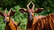 Week in Wildlife: Rare Bongos, Marmalade the Seal, and Global Wonders