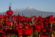 Weekly Photo Roundup: Poppies, Pride, and Protests Worldwide