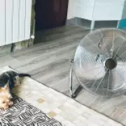 You're Using Your Fan Wrong: Expert Tips to Cool Your Home Better