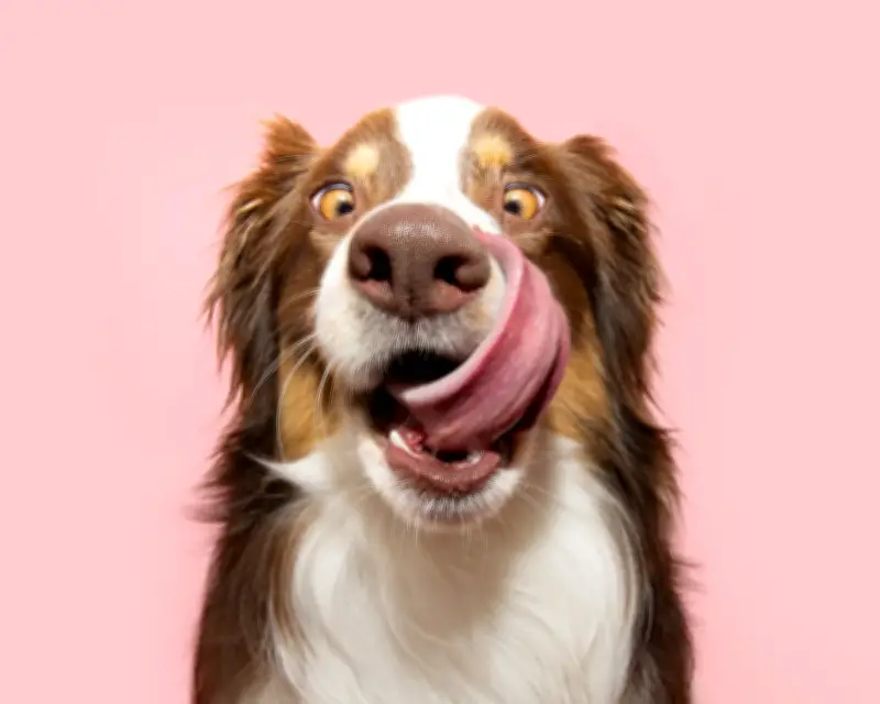 11 Guardian Readers Reveal the Weirdest Things Their Dogs Have Eaten