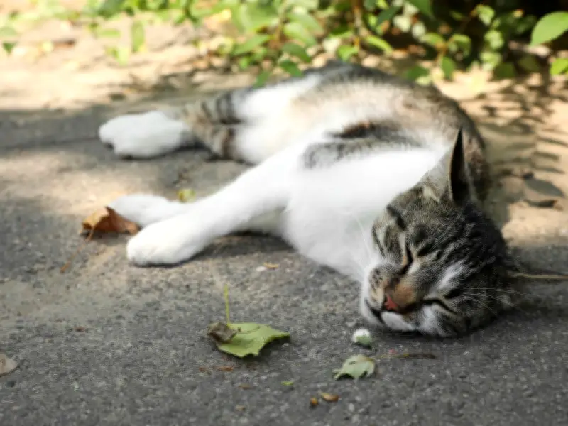 11 signs your cat is suffering heatstroke and how to treat it