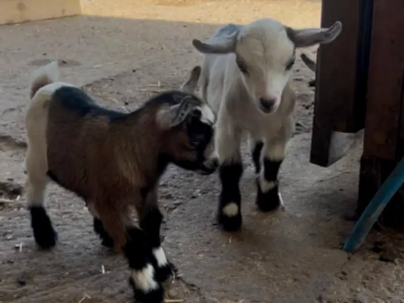 7 baby goats stolen from South London farm, mums distraught
