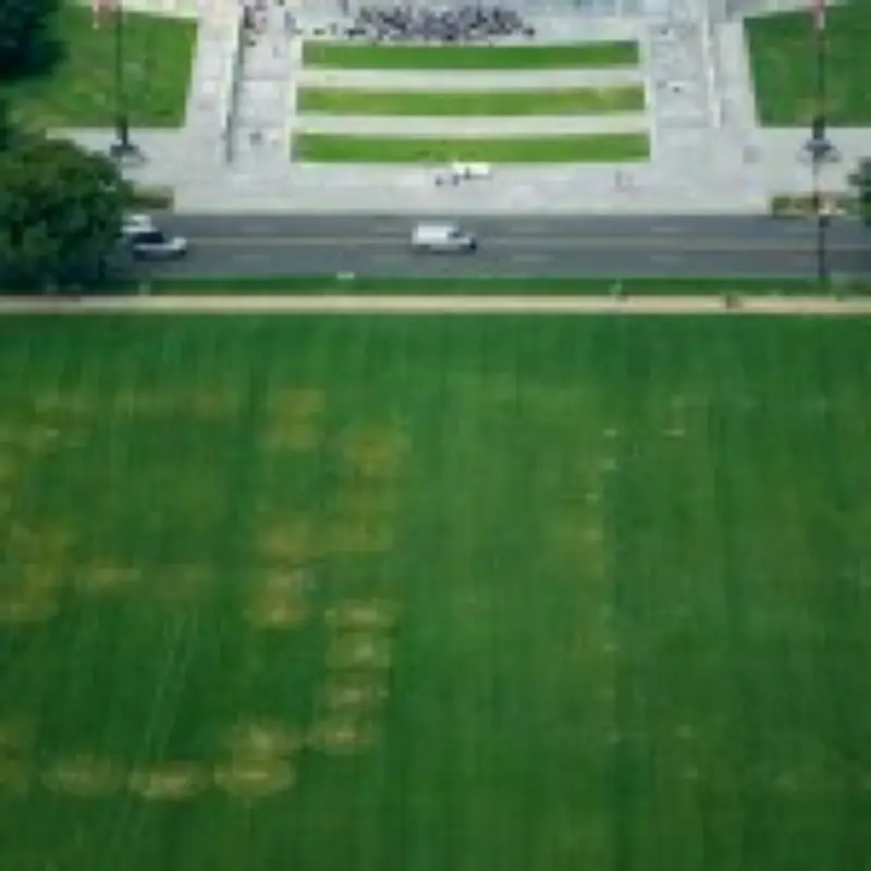 '86 47' threat code etched into National Mall grass targeting Trump