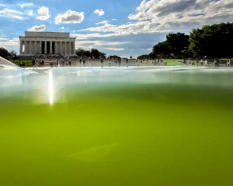 Algae Thwarts Trump's $14.2m Bid for 'American Flag Blue' Reflecting Pool