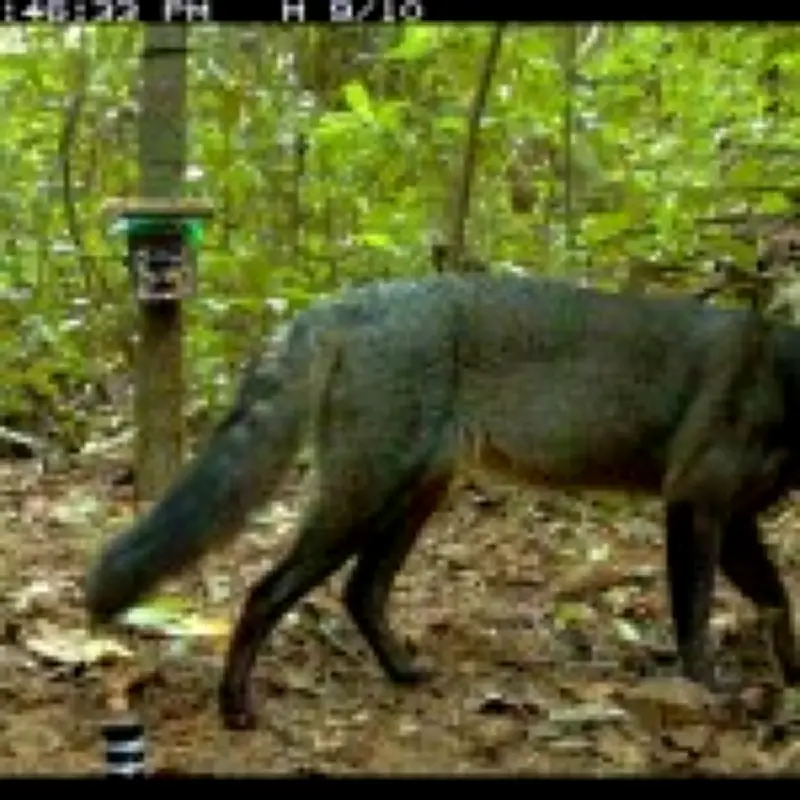 Amazon 'ghost dogs' more abundant than thought, new footage reveals