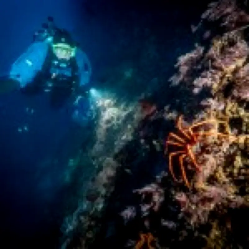 Antarctic Sea Squirt Could Hold Key to Curing Melanoma Skin Cancer