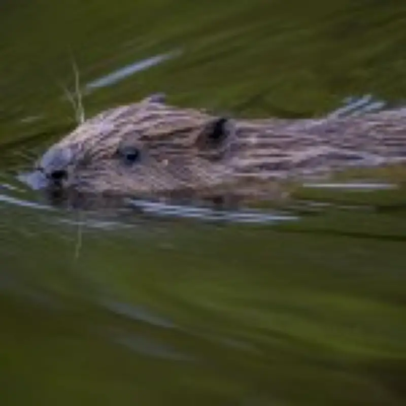 Beavers save London Tube station from flooding with dam-building skills