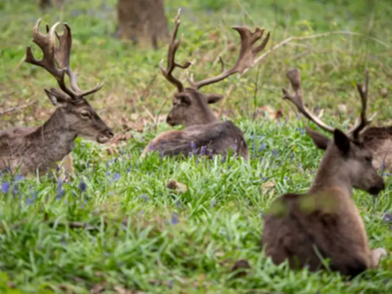 Bedfords Park: East London's underrated woodland haven with deer and walled garden