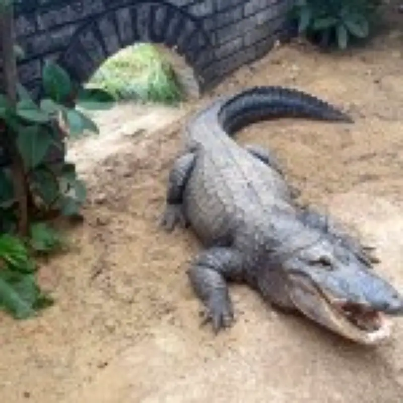 Boy, 3, critical after being thrown into crocodile pit at UK zoo