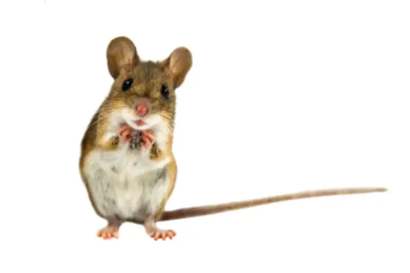 Congresswoman Nancy Mace's TRANS MICE Act targets 'transgender mice' but may confuse with transgenic rodents
