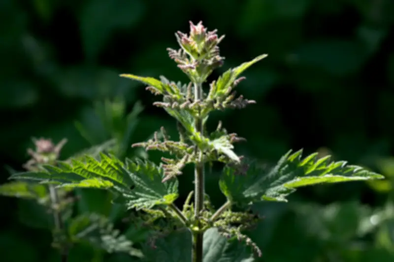 Country Diary: Stinging Nettles – Love Them or Hate Them?