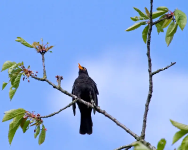Country Diary: The unique song of the blackbird on my street