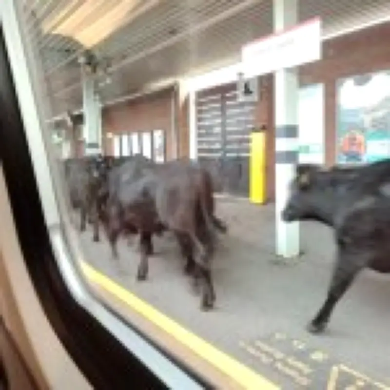 Cows on tracks cause major delays on West Coast Main Line for hours