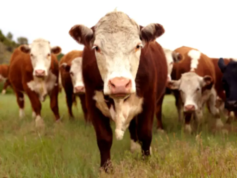 Cows on tracks cause rail chaos for London Euston trains