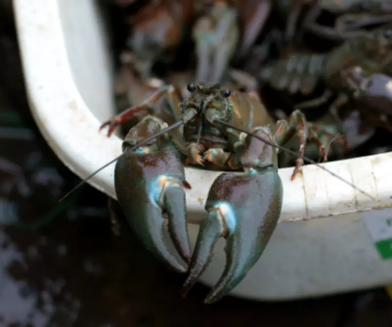 Crayfish Used to Deter Swimmers at Hampstead Heath Ponds