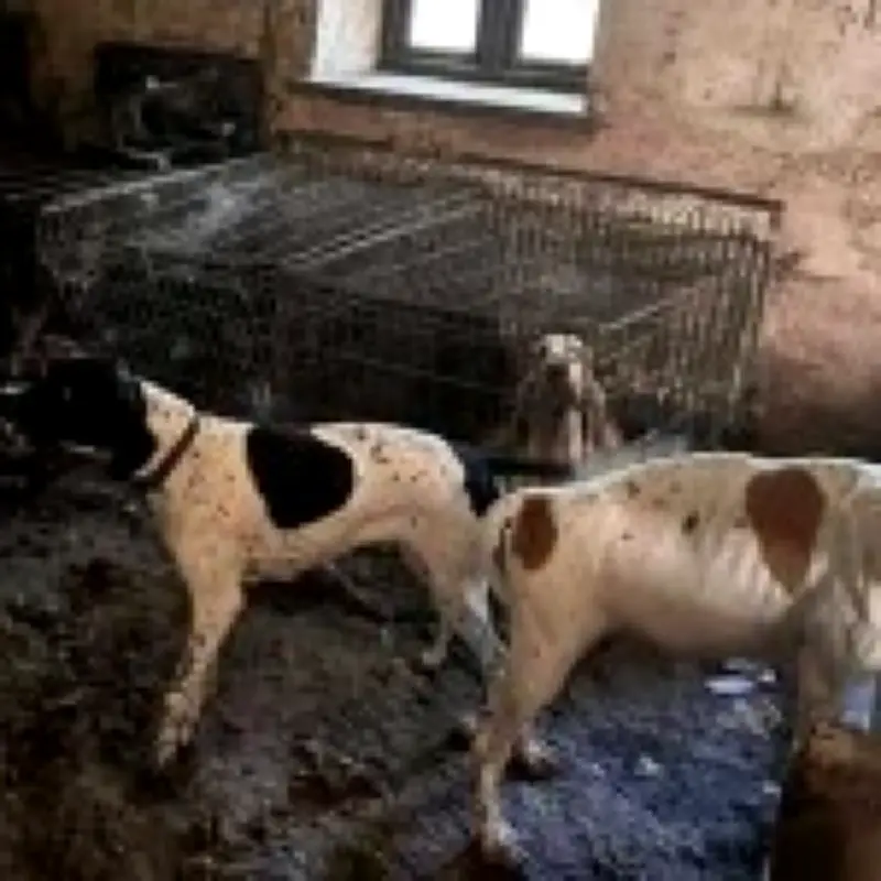 Crufts winner Lynda Cooper banned from owning dogs after 77 starved pets rescued from squalid home