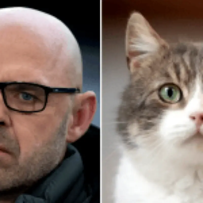 Danny Murphy baffles fans with bizarre cat anecdote during World Cup match