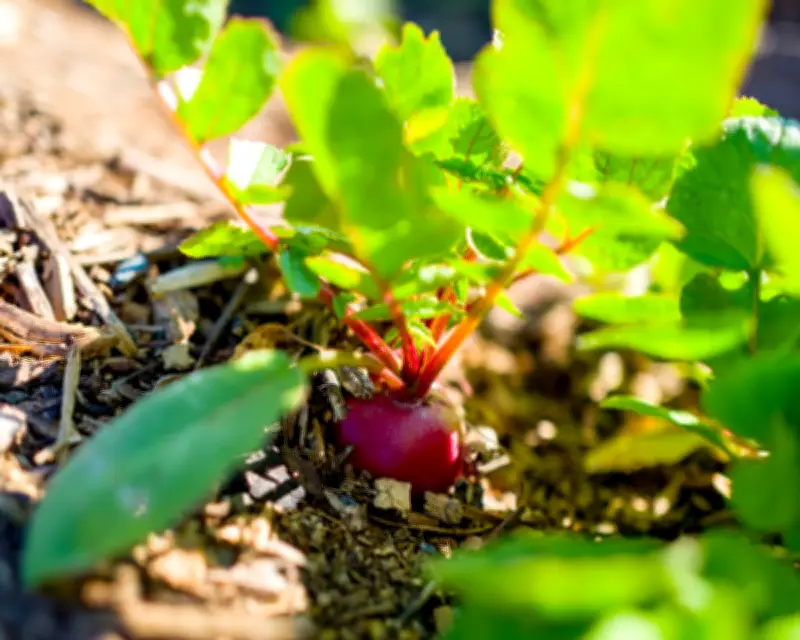 Direct Sow Vegetables in Summer for Faster Growth, Less Work