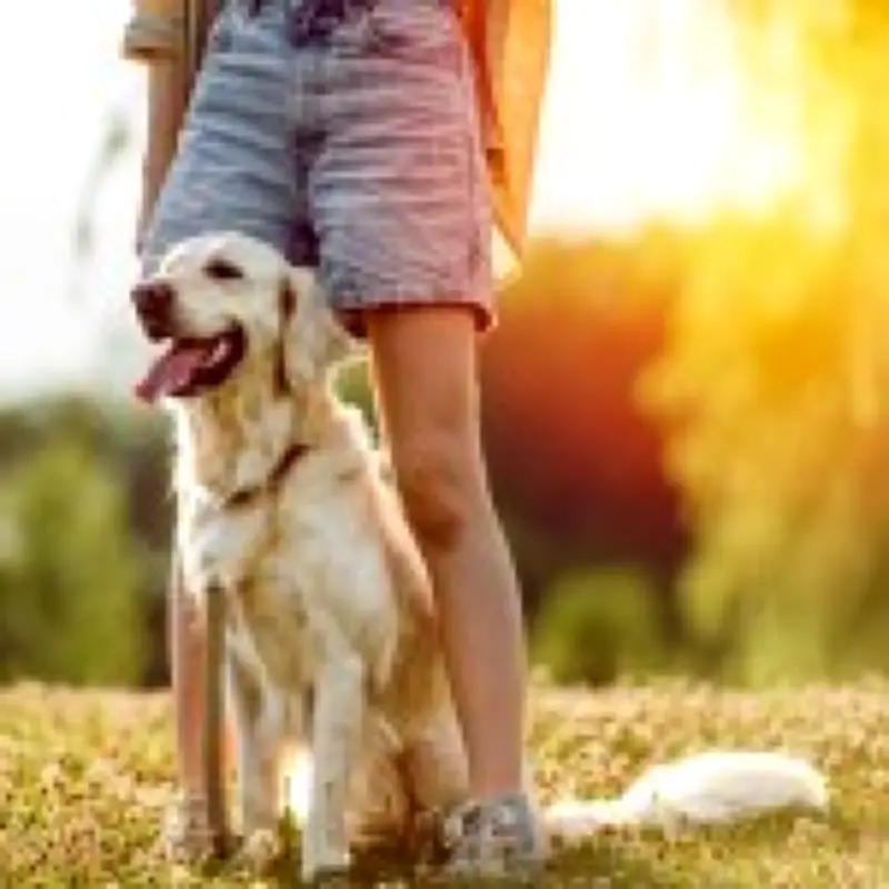 Dog owners warned: No walks when UK temperatures hit 30°C this heatwave