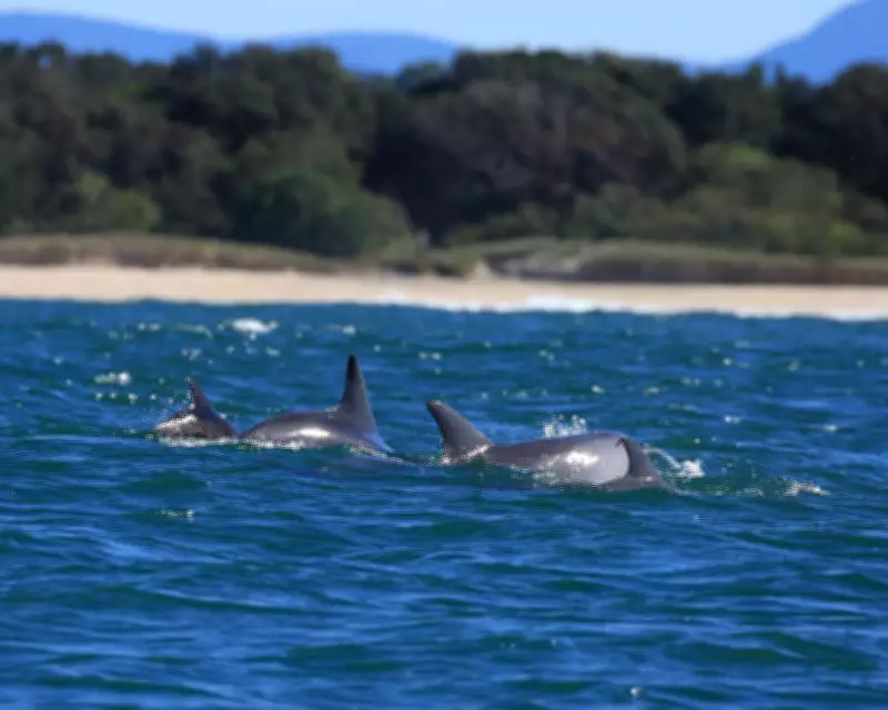 Dolphin Census in NSW Reveals Stable Population Numbers