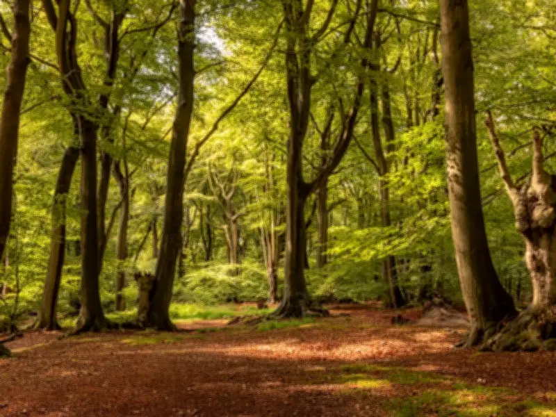 Epping Forest: Ancient Woodland Perfect for a Cooling Summer Walk