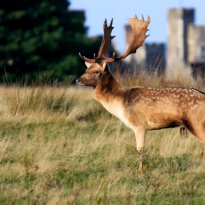 Free deer park near London: Knole Park in Sevenoaks with 350 deer