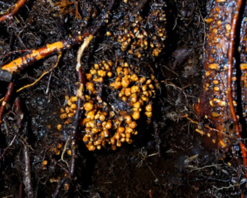Global Fungi Network Stretches 110 Quadrillion Km, Study Finds