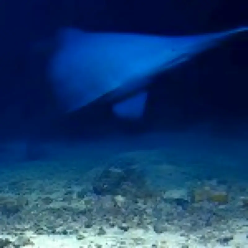 Goblin shark filmed alive in deep sea for first time ever