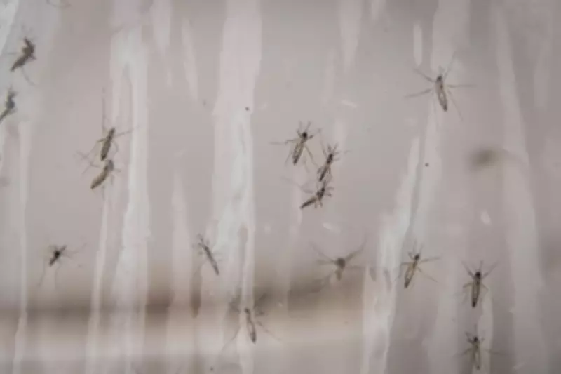 Google Seeks US Approval to Release 32 Million Sterile Mosquitoes