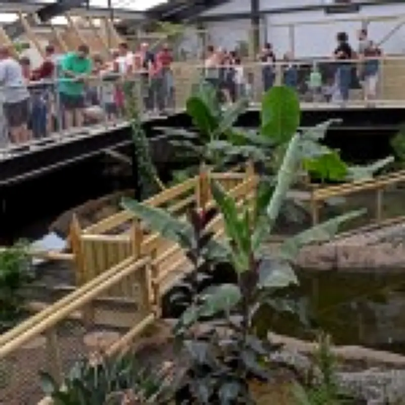 Hospital records of boy, 3, injured in crocodile attack accessed 40 times