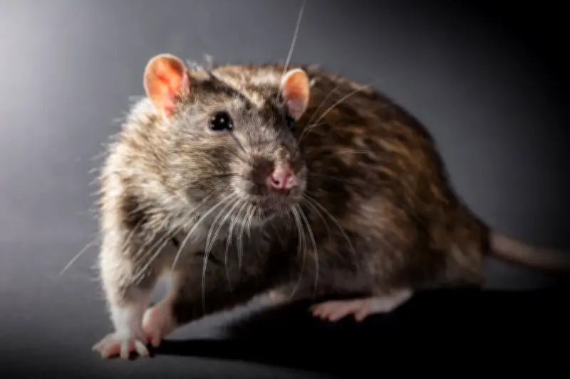 If we can't keep rats out of jails, we shouldn't put children in them