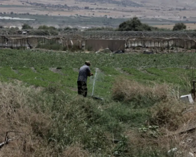 Israeli settlement produce mislabelled as Israeli in EU exports, investigation finds