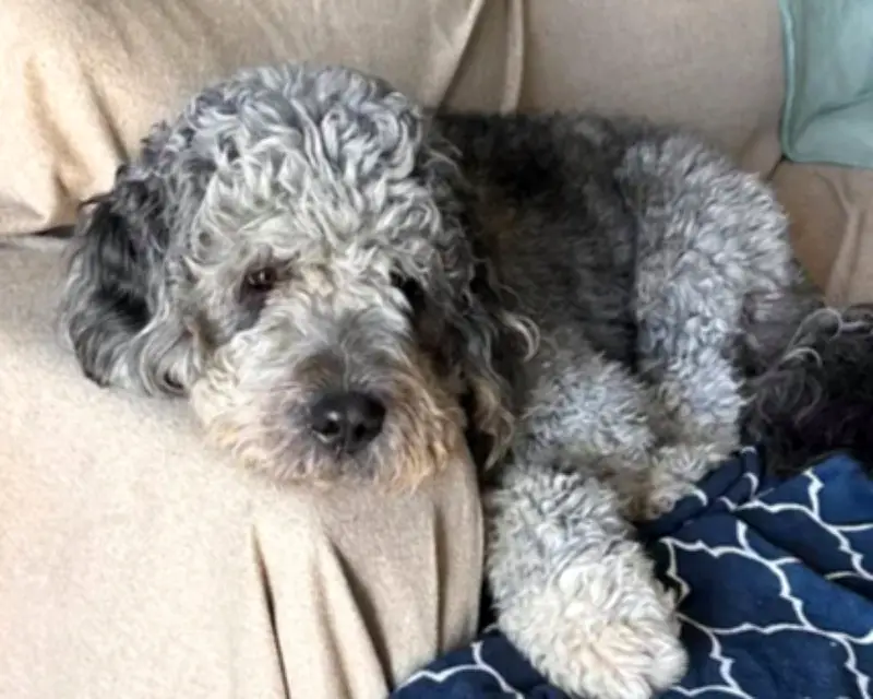 LA Leaders Demand Inquiry After Police Fatally Shoot Family Dog Jameson