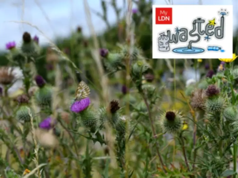 London butterfly sightings double as wildflower verges expand to 520k sq m