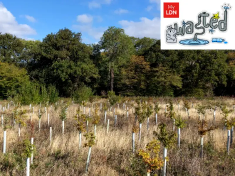 London councils planted 550k trees since 2019: interactive map shows rewilding efforts