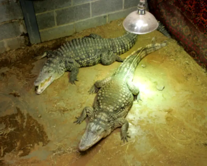 Man arrested after boy, 3, injured in Cambridgeshire zoo crocodile enclosure